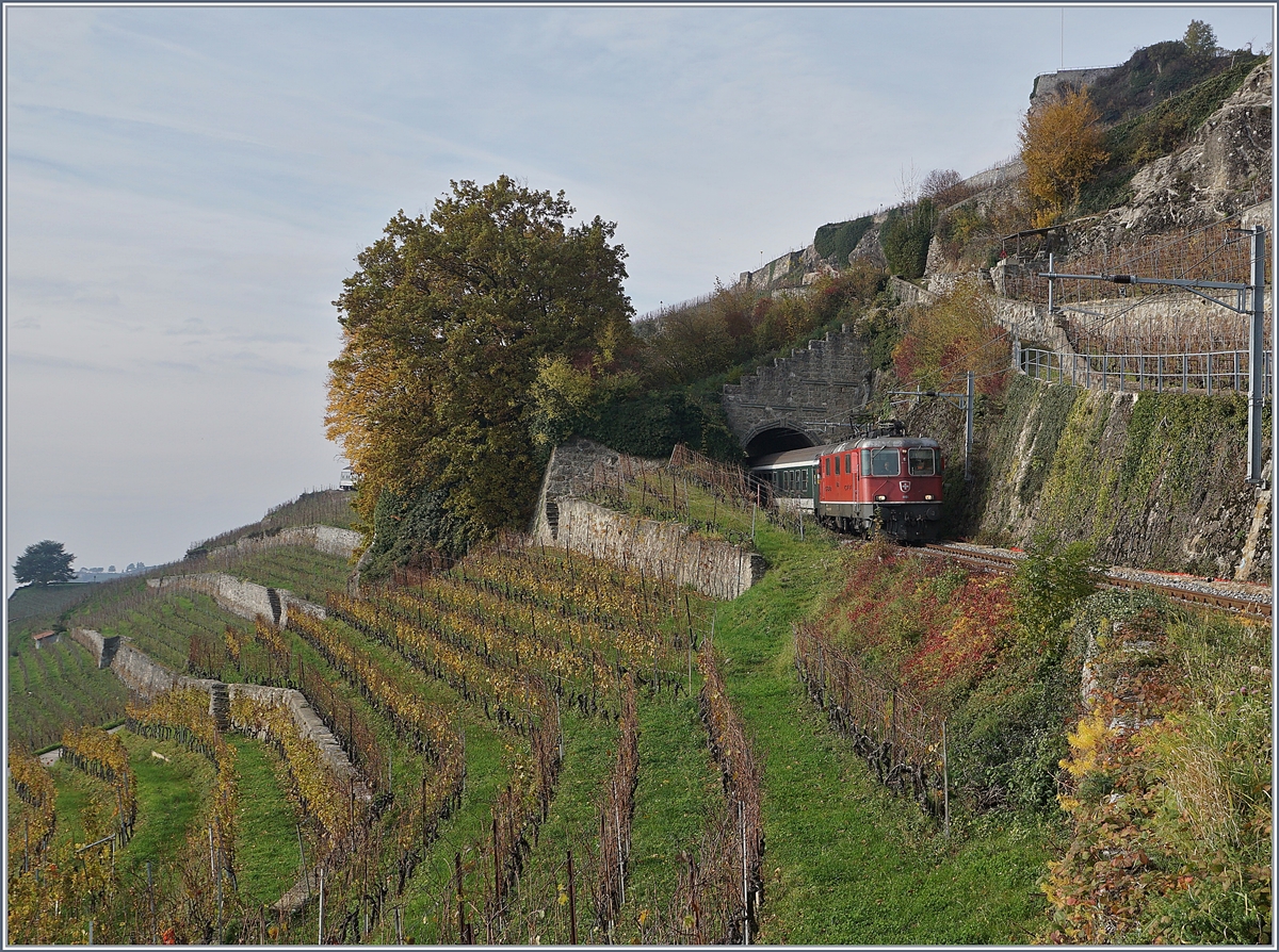 Auf den ersten Blick zu früh abgedrückt, auf den zweiten entdeckt man dann hinter den Baum noch den letzten Wagen dieses acht Wagen umfassenden Fussballfan Zuges, welcher die SBB Re 4/4 II 11198 von Bern nach Sion bringt und hier beim dem 20 Meter langen Salanfe Tunnel mit bedacht die steile Talfahrt auf der Train des Vignes Strecke Richtung Vevey angeht.

24. Nov. 2019